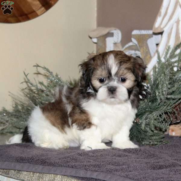 Angel, Shih Tzu Puppy